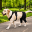 Dual Rear Leg Dog Brace with Harness for Weak Hind Legs