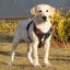 Reflective Heavy-Duty Dog Harness & Lead Set