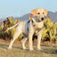 Reflective Heavy-Duty Dog Harness & Lead Set