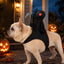 Grim Reaper Rider Pet Costume for Halloween