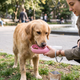 3-in-1 Portable Dog Water Bottle with Food Holder - Cherry Blossom Pink