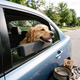 Dog Car Window Chin Rest - Black