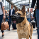 Steel Basket Dog Muzzle - Black