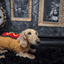 Hot Dog Halloween Costume with Mustard & Bun