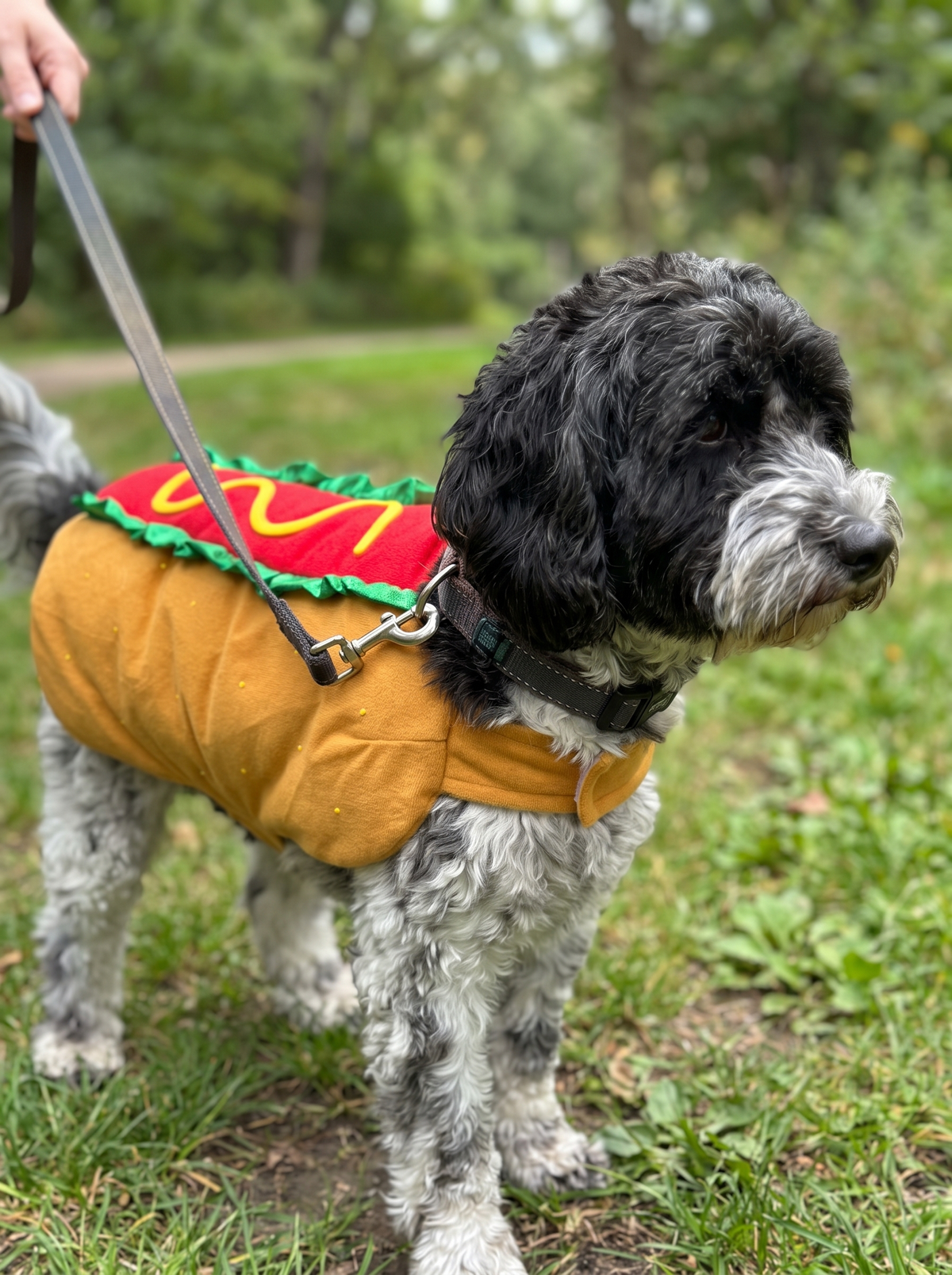 Dog walking on a lead wearing the hot dog costume
