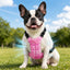 Pet Cooling Vest for Summer Walks & Outdoor Play